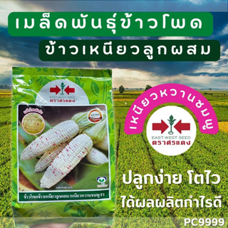 HOT เมล็ดพันธุ์ข้าวโพด ข้าวโพข้าวเหนียวลูกผสม เหนียวหวานชมพู F1 เหนียวชมพู ตราศรแดง East-West Seed พร้อมส่งที่สุด