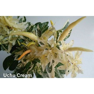 เมล็ดพันธุ์พริกด่าง อาจิ อูชู ครีม (Variegated Aji Uchu Cream Hot Pepper Seed) บรรจุ 25 เมล็ด ของแท้ คุณภาพดี ราคาถูก