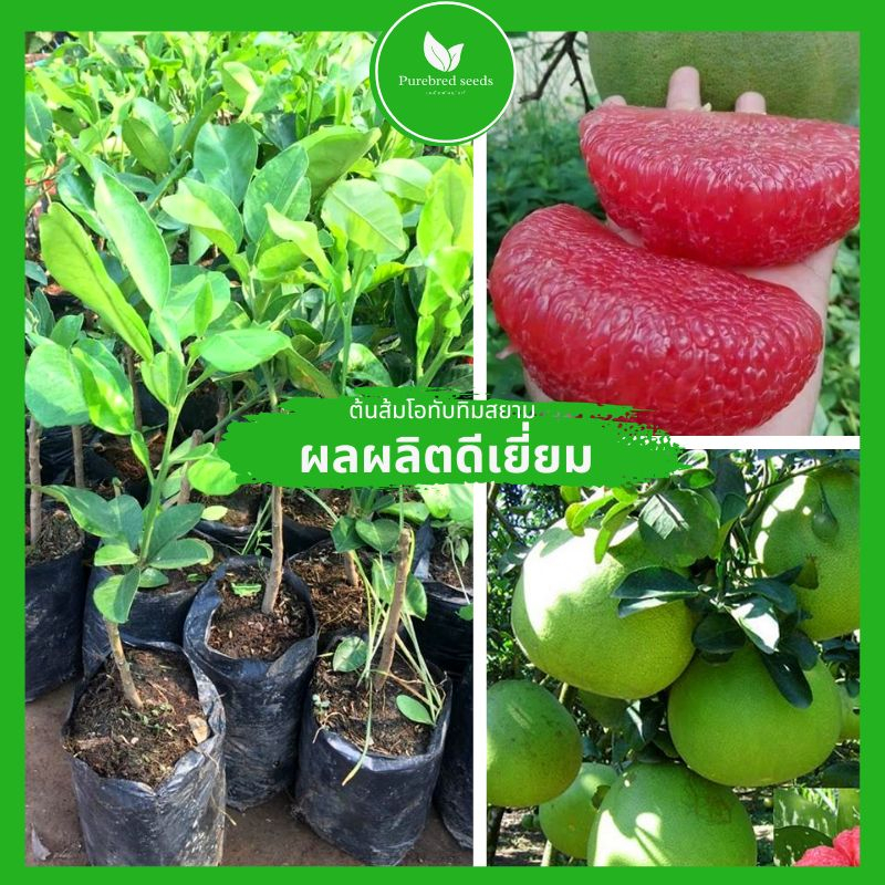 ต้นส้มโอทับทิมสยาม ปลอดศัตรูพืช 100% ต้นพันธุ์แท้ ให้ผลไว