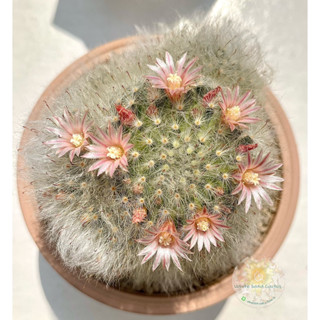 แมมขนแมว กอใหญ่ Mammillaria bocasana