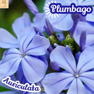 [พยับหมอก] Plumbago Auriculata ไม้ใบ ไม้ดอก ไม้ฟอก ไม้สี ไม้แดด ใบสวย ต้นไม้ ไม้ประดับ ไม้ทน ของขวัญ