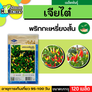 เจียไต๋ 🇹🇭 พริกกะเหรี่ยงสั้น ขนาดบรรจุประมาณ 120 เมล็ด อายุเก็บเกี่ยว 95-100 วัน