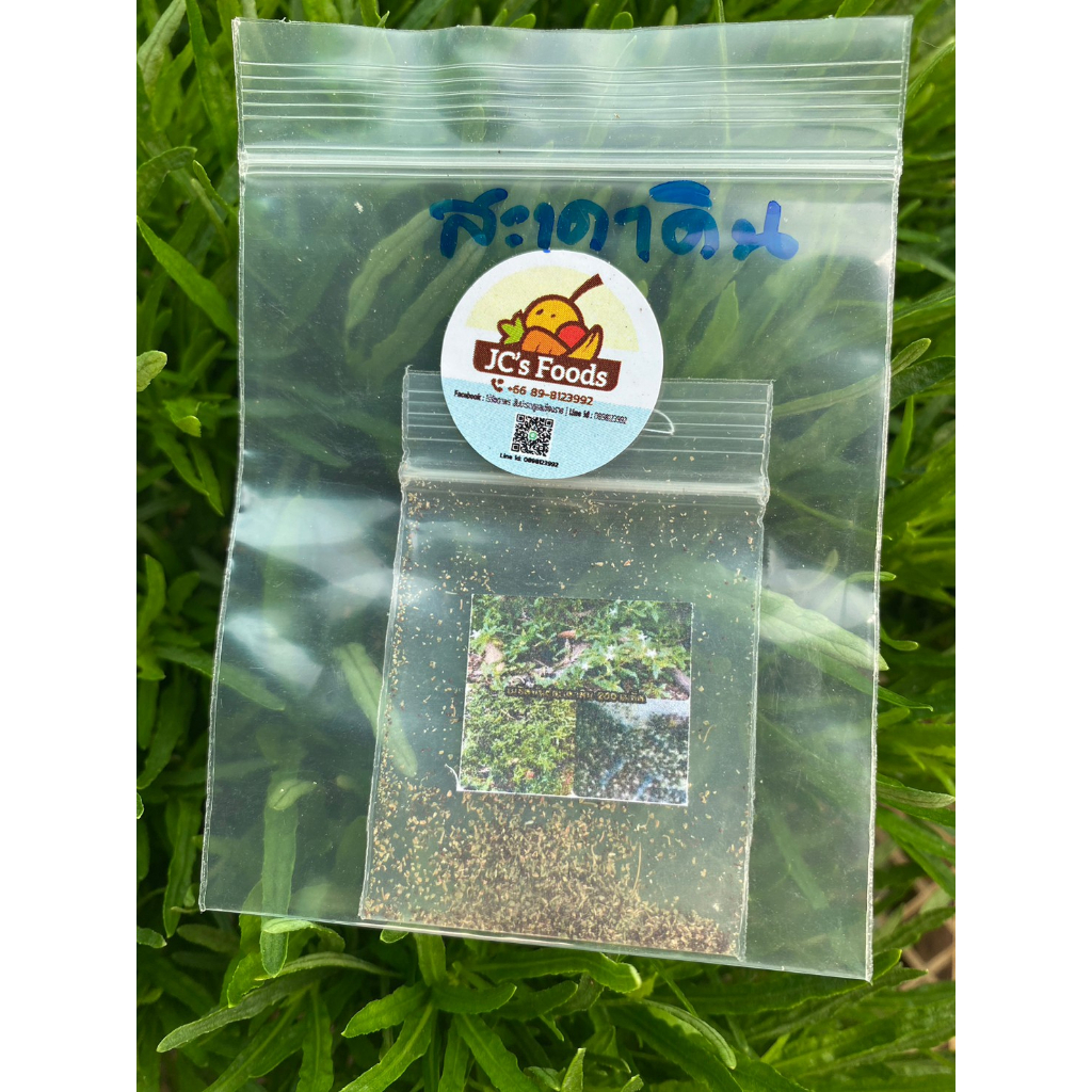 เมล็ดพันธุ์สะเดาดินหรือผักขี้ขวง  สำหรับเพาะปลูกซองละ29บาท