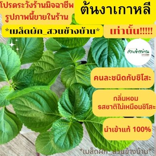 ใบงาเกาหลี -ต้นกล้า-เมล็ด นำเข้าแท้100%