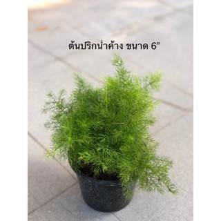 ต้นปริกน้ำค้าง ขนาดกระถาง 6”