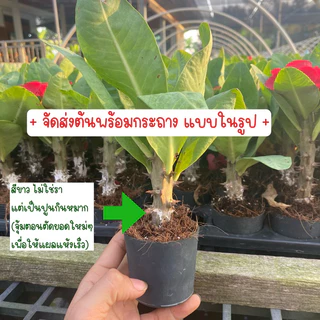 โป๊ยเซียน กระบอก 2 นิ้ว
