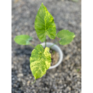 Alocasia gageana aurea  อะโลคาเซีย หูช้างด่างเหลือง