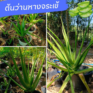 ว่านหางจระเข้ พืชสมุนไพร ต้นใหญ่ ปลูกง่าย แข็งแรง  Aloe vera ต้น ว่านหางจระเข้