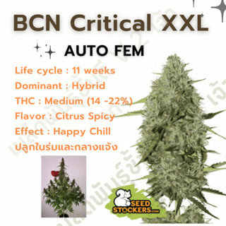 เมล็ดกัญชานอก นำเข้า งานค่าย แท้ 💯 มีแพ็คเกจ เมล็ดพันธ์ุกัญชาสายพันธุ์ BCN critical xxl (ค่ายSeed stockers)