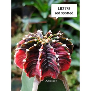 LB2178 red spotted variegata สีแดง ยิมโนด่าง แท้ ด่าง สวยๆ ไม้กราฟ cactus