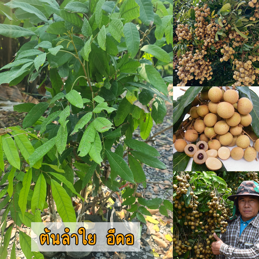 ต้นลำใย พันธุ์อีดอ ขนาด 65-100 ซม. ผลใหญ่ เนื้อหนา รสหวาน มีเม็ดเล็ก ออกลูกดก เป็นพันธุ์ที่ชาวสวนนิยมปลูกมากที่สุด