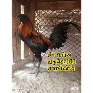 ไข่เชื้อสายพันธุ์ เปรู100 ใบละ 290บาท