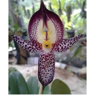 Bulbophyllum macranthum สิงโตก้ามปูใหญ่