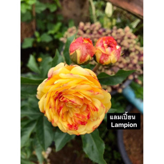 กุหลาบ - แลมเปี้ยน Lampion
