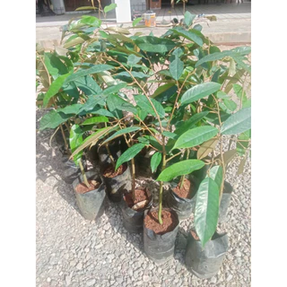 ้ต้นทุเรียนหมอนทองโล๊ะแปลงลดราคาเหลือ39 บาท ส่งขั้นต่ำ2ต้น
