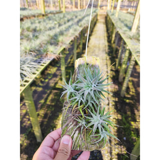 Tillandsia Ionantha vanhyningii แบบติดตอไม้