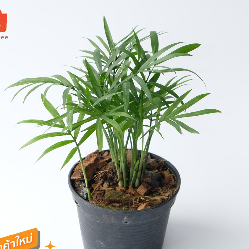 ต้นปาล์มไผ่ ต้นไม้ฟอกอากาศ กระถาง 4 นิ้ว ต้นไม้ปลูกในอาคาร (นำเข้าจาก USA)