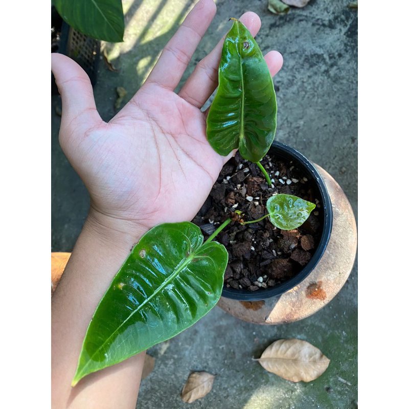 Anthurium Veitchii (King)