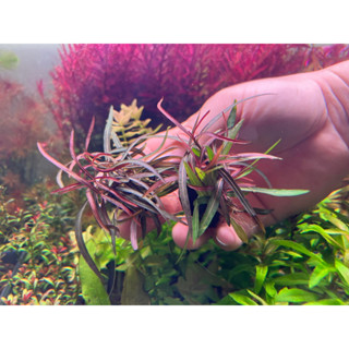 วาบิไฮโกรฟิลล่า อลากัวย่า hygrophila araguaia ลูกละ 100 พืชน้ำ ต้นไม้น้ำ