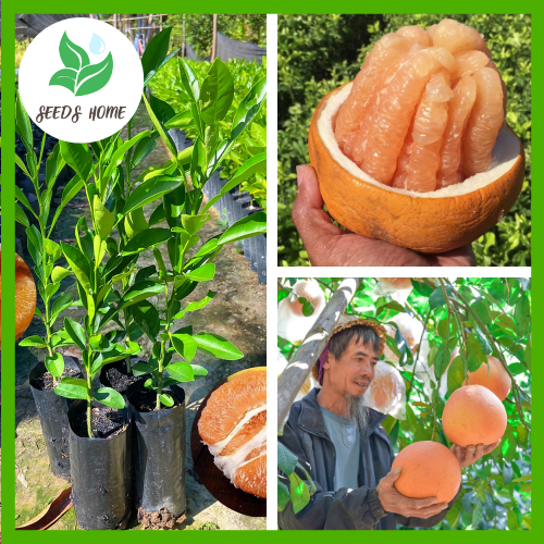[กล้าพันธุ์แท้ F1 ] ต้นส้มโอทองสยาม ต้นทาบกิ่งสูง 50-70ซม. ติดผลเร็ว ต้านทานโรคและแมลงศัตรูพืช