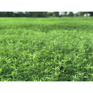 เมล็ดถั่วฮามาต้า 1 กก.(Stylosanthes Hamata) จาก ไร่วิทยา งอกดี อาหารสัตว์ เลี้ยงวัว เลี้ยงควาย