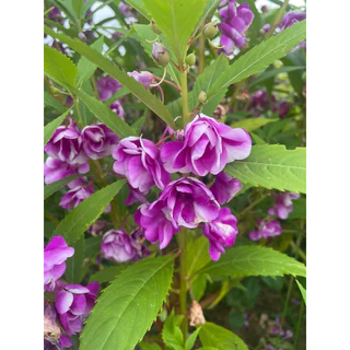 เมล็ดเทียนซ้อน แฟนซี คละสี 300เมล็ด