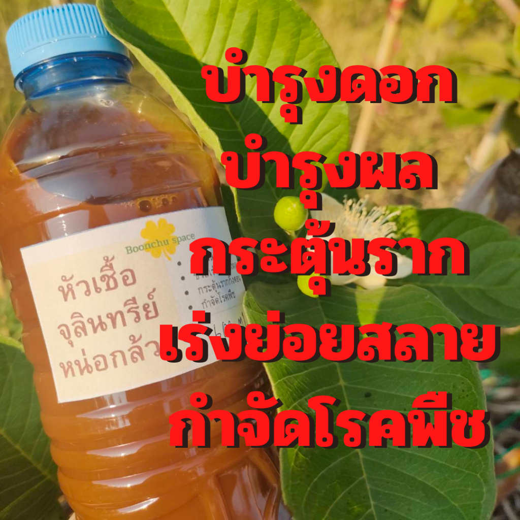 หัวเชื้อจุลินทรีย์หน่อกล้วย 600ml