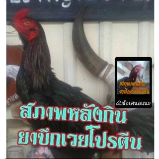 ชุดเลี้ยงไก่ชน บึกเวย์โปรตีนไก่ชน ขนาดบรรจุ 100 เม็ด ยาบำรุงไก่ชนสร้างกล้ามเนื้อให้ไก่ชนแข็งแรงทนต่อแรงปะทะ