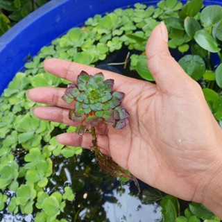 🌱🌱กระจับญี่ปุ่น หรือกระจับเเก้ว ไม้น้ำ ตัดสด(1ชุด=6ช่อ) ขนาด…