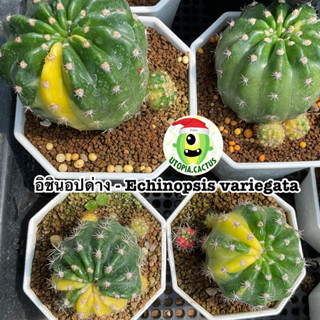 อิชินอปด่าง - echinopsis &gt;&gt;เลือกต้นได้&lt;&lt; // Utopia