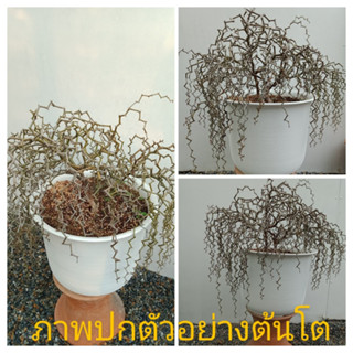 ไม้ทะเลทราย/ต้นซิกแซก,Zigzag Plant, Decarya  madagascariensis/.Rare Item,ไม้หายาก,ไม้สะสม