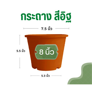 กระถางต้นไม้ 8 นิ้ว (สีอิฐ) กระถางพลาสติก กระถางแคตตัส กระถางต้นไม้พลาสติก กระถาง (รุ่นหนา)