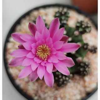 แคคตัส ยิมโนดอกชมพูหวาน (Gymnocalycium mihanovichii) ขอส่งแบบถอดรากจ้า