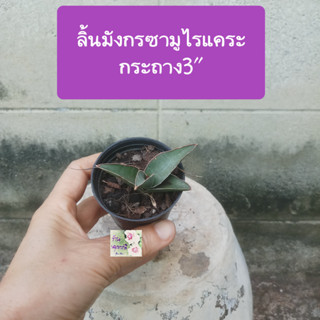 ต้นลิ้นมังกรแคระ ซามูไรแคระ dwarf Samurai snake plant กระถาง 3" ไม้มงคล ฟอกอากาศดีมาก ลักษณะดาบซามูไร ใบอวบ ทนแล้ง