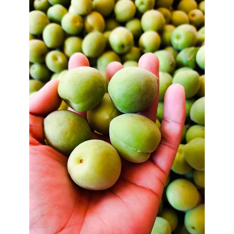 บ๊วยสดจากดอยอ่างขาง 🍏