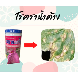 เมทาแลกซิล Metalaxyl สารป้องกัน-กำจัดเชื้อรา โรครากเน่า โคนเน่า [5-017]