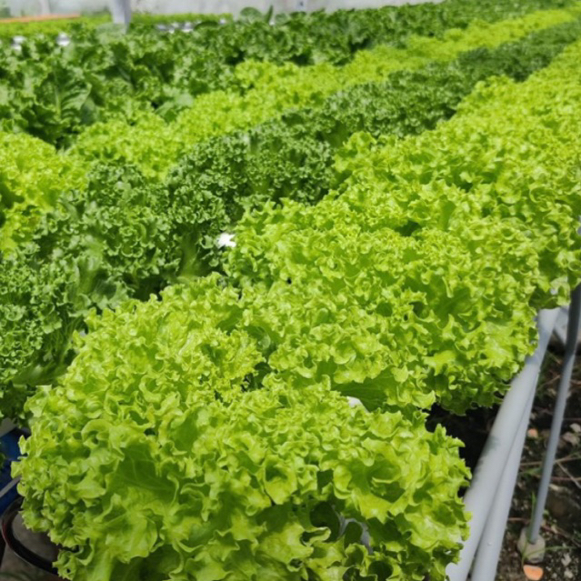 เมล็ดพันธุ์ผักสลัด นำเข้า [RIJK ZWAAN] แบบแบ่งขาย 100 เมล็ด - รูปที่ 6