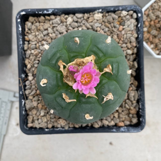 โลโฟโฟร่า,โลโฟ,Lophophora,Lophophorafricii,โลโฟเต้าใหญ่