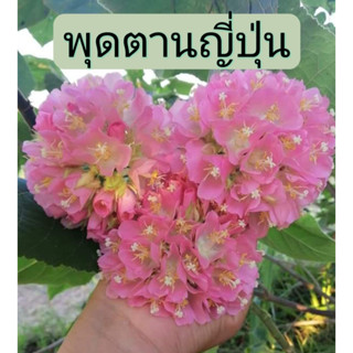 (1ต้น) #พุดตานญี่ปุ่น (ต้นปักชำยอด) 🏡แฮปปี้