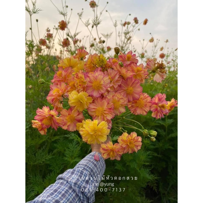 เมล็ดดอกดาวกระจายสีรุ้ง