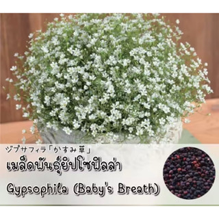 เมล็ดพันธุ์ยิปโซ พันธุ์ดอกไม้ 100เมล็ด Mixed Color Gypsophila Flower Seeds พุ่มใหญ่พร้อมลวดแขวน ดอกไม้จริง