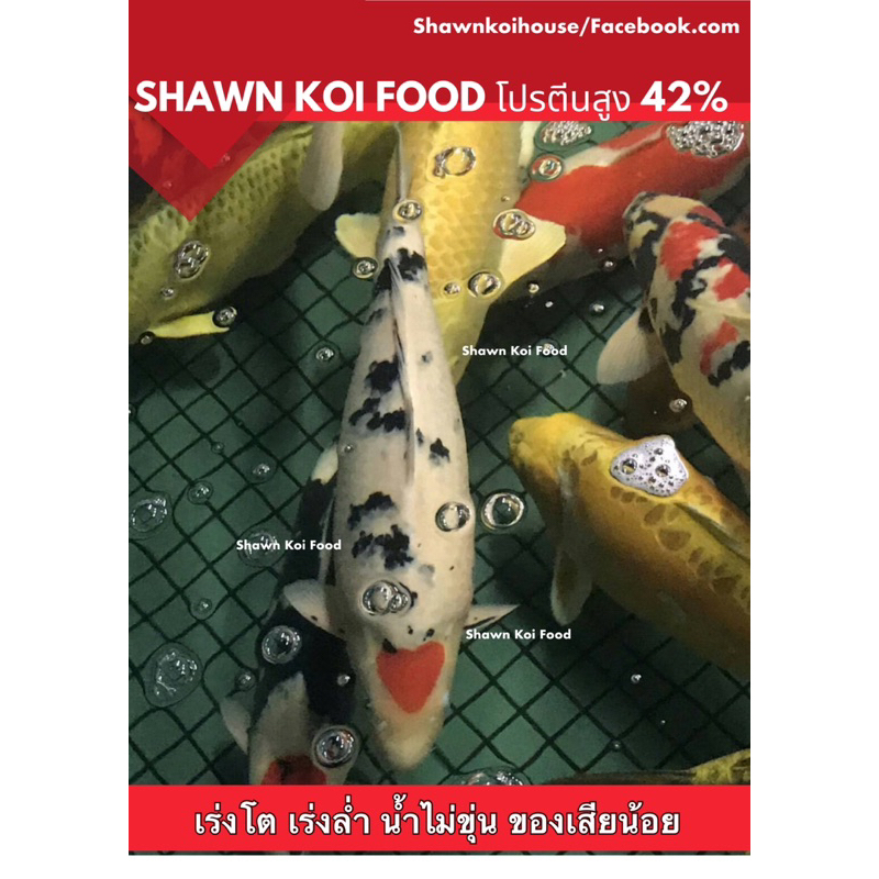 อาหารปลาคาร์ป20KGแถม3KG น้ำไม่ขุ่น สูตรเร่งล่ำ โปรตีนสูง 42% เร่งโต ราคา ถูกที่สุด ดีลบีเคเค แกลเลอรีภาพที่ 3