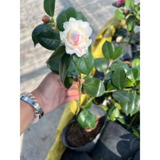 ต้นดอกคามิเลีย (Camellia flower) พร้อมส่งช่วงมีดอกบางช่วงไม่มี