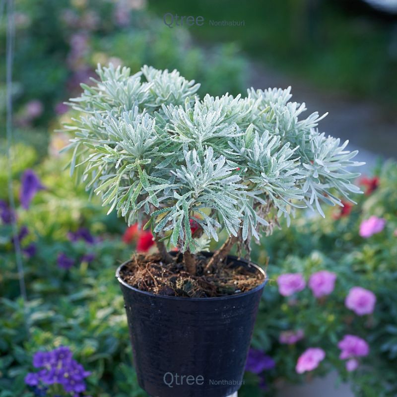 Jumbo 4 inchs ต้นเบญจมาศเงิน ในการถาง4"นิ้ว ต้นไม้จริง ใบสี silver ตลอดปี