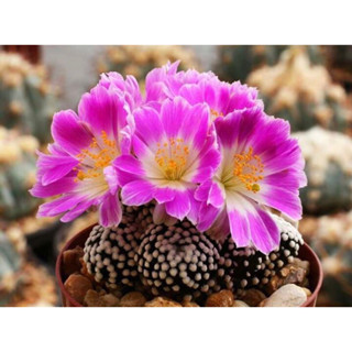 ไม้กราฟแมมลูทิไอ ดอกสวยมาก mammillaria lurthyi