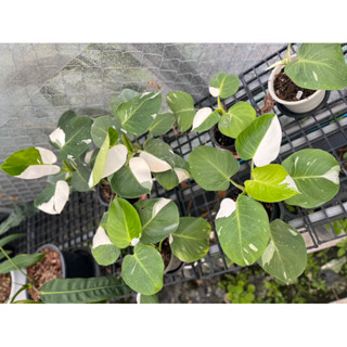 ฟิโลเดนดรอนไวท์วิสาด Philodendron White Wizard