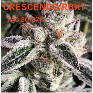 กิ่งชำ กิ่งโคลนนิ่ง  4แถม1 คละสายพันธุ์ได้ CRESCENDO RBX1ค่ายEthos geneticsค่ายแท้100%