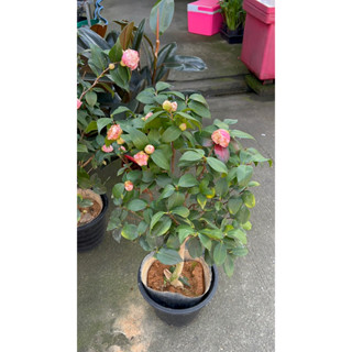 #Camellia 🌹 #นำความมั่งคั่ง #มีชีวิตชีวาถ้วยฟู สีชมพู🌸90-100cm