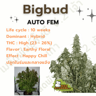 เมล็ดกัญชานอก นำเข้า งานค่าย แท้ 💯 มีแพ็คเกจ เมล็ดพันธ์ุกัญชาสายพันธุ์ Big Bud (ค่ายSeed stockers)