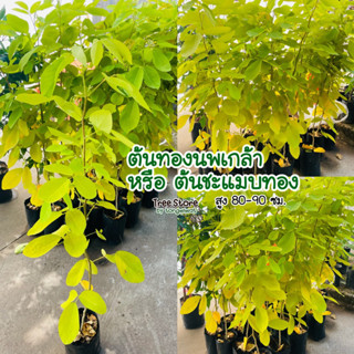 ต้นทองนพเกล้า สั่ง 5 แถม 1 ทองนพเก้า หรือ ชะแมบทอง ต้นไม้มงคลที่มีสีทองอร่าม สะดุดตา ปลูกเสริมสิริมงคล